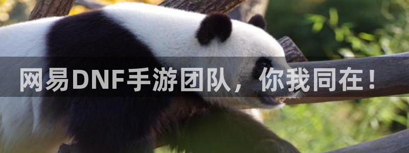 巅峰国际app：网易DNF手游团队，你我同在！